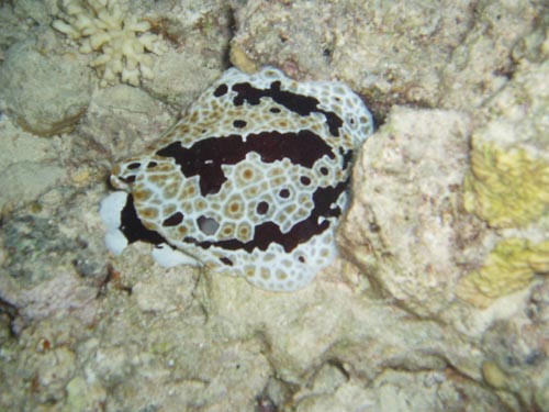 unidentified slug 2.jpg